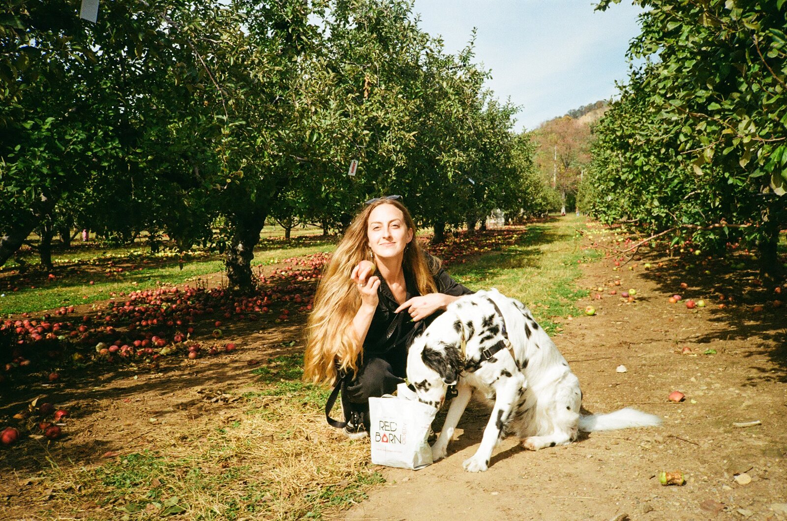 A beautiful women squatting in an apple orchard while her dog tries to steal her apples