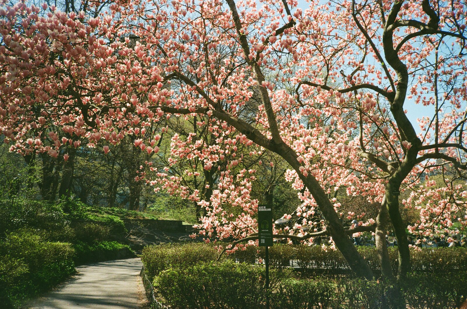 A fully blossomed pink magnolia tree in central park, nyc